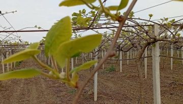 Η σημασία του καλίου στην καλλιέργεια της ακτινιδιάς | Agronewsbomb | Ειδήσεις και νέα για αγρότες και κτηνοτρόφους