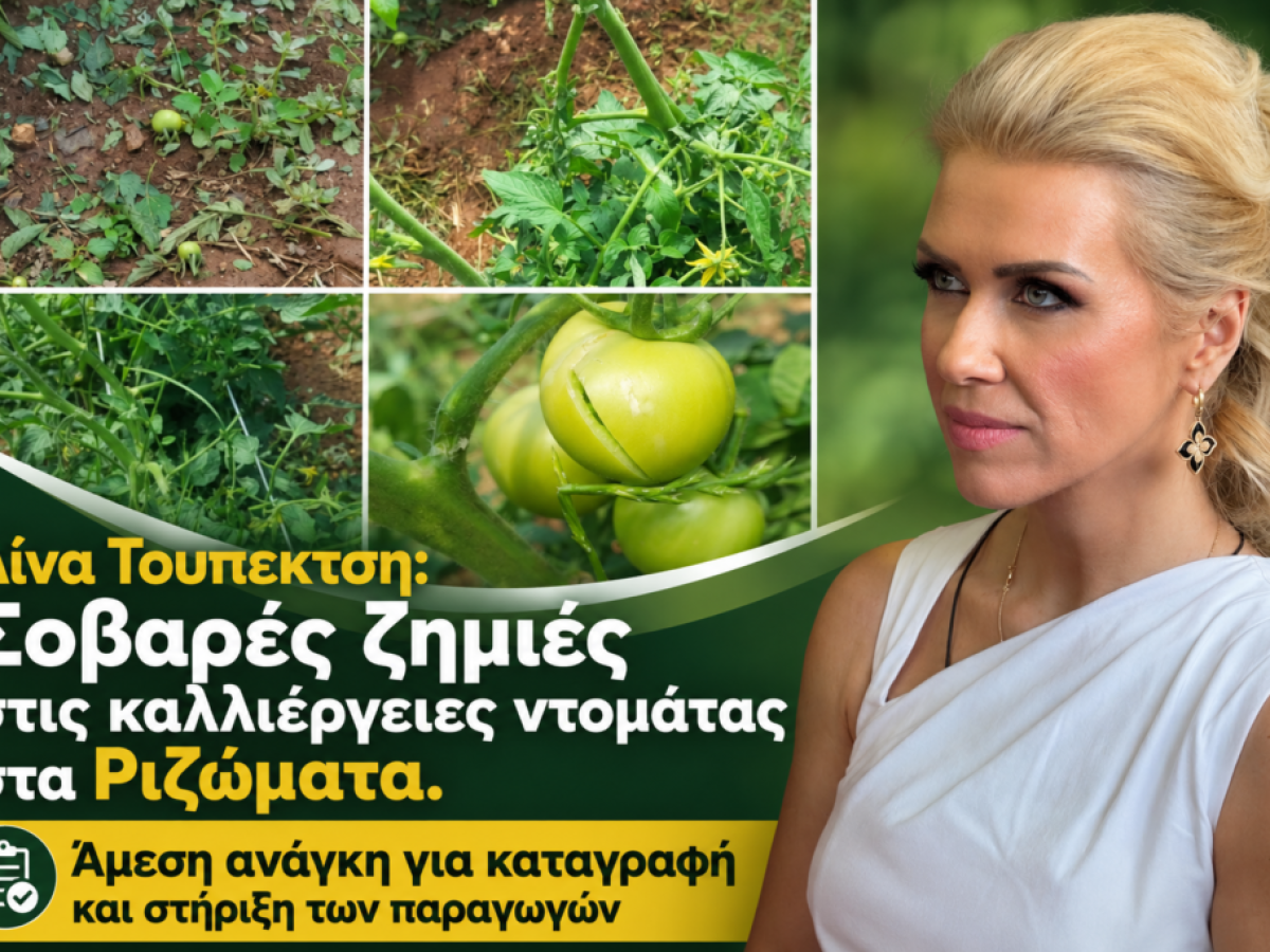 Τουπεκτσή: Σοβαρές ζημιές στις καλλιέργειες ντομάτας στα Ριζώματα | Agronewsbomb | Ειδήσεις και νέα για αγρότες και κτηνοτρόφους