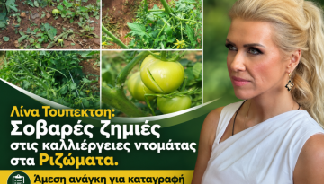 Τουπεκτσή: Σοβαρές ζημιές στις καλλιέργειες ντομάτας στα Ριζώματα | Agronewsbomb | Ειδήσεις και νέα για αγρότες και κτηνοτρόφους