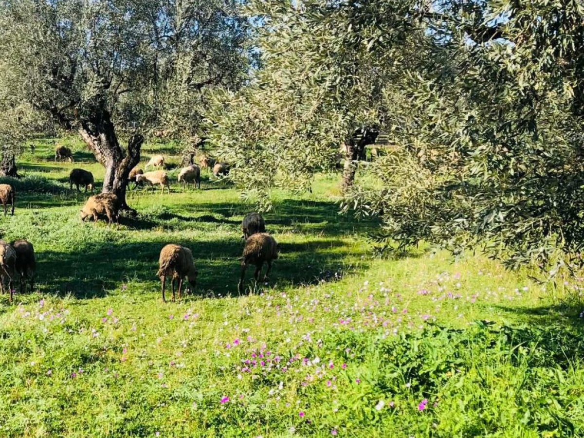 &Delta;&iota;&epsilon;&upsilon;&kappa;&rho;&iota;&nu;ί&sigma;&epsilon;&iota;&sigmaf; &Kappa;&tau;&eta;&nu;&iota;&alpha;&tau;&rho;&iota;&kappa;ή&sigmaf; &Upsilon;&pi;&eta;&rho;&epsilon;&sigma;ί&alpha;&sigmaf; &Pi;.&Epsilon;. &Kappa;&alpha;&sigma;&tau;&omicron;&rho;&iota;ά&sigmaf; &gamma;&iota;&alpha; &tau;&alpha; &mu;έ&tau;&rho;&alpha; &alpha;&nu;&tau;&iota;&mu;&epsilon;&tau;ώ&pi;&iota;&sigma;&eta;&sigmaf; &tau;&eta;&sigmaf; &epsilon;&upsilon;&lambda;&omicron;&gamma;&iota;ά&sigmaf; | Agronewsbomb | &Epsilon;&iota;&delta;ή&sigma;&epsilon;&iota;&sigmaf; &kappa;&alpha;&iota; &nu;έ&alpha; &gamma;&iota;&alpha; &alpha;&gamma;&rho;ό&tau;&epsilon;&sigmaf; &kappa;&alpha;&iota; &kappa;&tau;&eta;&nu;&omicron;&tau;&rho;ό&phi;&omicron;&upsilon;&sigmaf;
