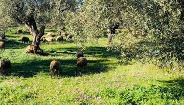 &Delta;&iota;&epsilon;&upsilon;&kappa;&rho;&iota;&nu;ί&sigma;&epsilon;&iota;&sigmaf; &Kappa;&tau;&eta;&nu;&iota;&alpha;&tau;&rho;&iota;&kappa;ή&sigmaf; &Upsilon;&pi;&eta;&rho;&epsilon;&sigma;ί&alpha;&sigmaf; &Pi;.&Epsilon;. &Kappa;&alpha;&sigma;&tau;&omicron;&rho;&iota;ά&sigmaf; &gamma;&iota;&alpha; &tau;&alpha; &mu;έ&tau;&rho;&alpha; &alpha;&nu;&tau;&iota;&mu;&epsilon;&tau;ώ&pi;&iota;&sigma;&eta;&sigmaf; &tau;&eta;&sigmaf; &epsilon;&upsilon;&lambda;&omicron;&gamma;&iota;ά&sigmaf; | Agronewsbomb | &Epsilon;&iota;&delta;ή&sigma;&epsilon;&iota;&sigmaf; &kappa;&alpha;&iota; &nu;έ&alpha; &gamma;&iota;&alpha; &alpha;&gamma;&rho;ό&tau;&epsilon;&sigmaf; &kappa;&alpha;&iota; &kappa;&tau;&eta;&nu;&omicron;&tau;&rho;ό&phi;&omicron;&upsilon;&sigmaf;