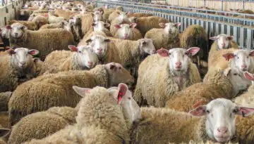 &Tau;&iota; &delta;&epsilon;ί&chi;&nu;&epsilon;&iota; &eta; &pi;&rho;ώ&tau;&eta; 1&eta; έ&kappa;&theta;&epsilon;&sigma;&eta; &epsilon;&pi;&iota;&tau;ή&rho;&eta;&sigma;&eta;&sigmaf; &gamma;&iota;&alpha; &tau;&omicron;&nu; &alpha;&phi;&theta;ώ&delta;&eta; &pi;&upsilon;&rho;&epsilon;&tau;ό &sigma;&tau;&eta; &Lambda;έ&sigma;&beta;&omicron; | &Alpha;&gamma;&rho;&omicron;Έ&kappa;&phi;&rho;&alpha;&sigma;&eta;