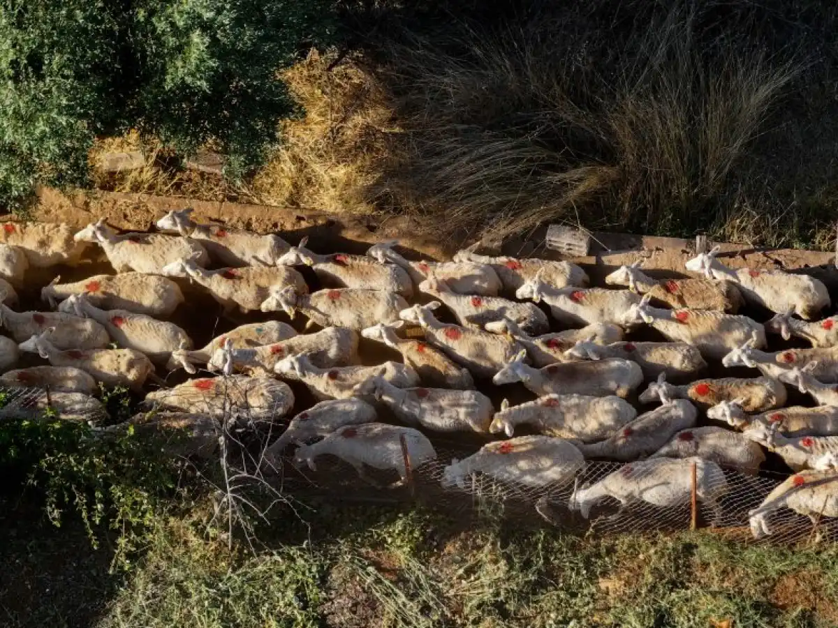 &Sigma;&epsilon; &epsilon;&pi;&alpha;&gamma;&rho;ύ&pi;&nu;&eta;&sigma;&eta; &gamma;&iota;&alpha; &tau;&omicron;&nu; &kappa;ί&nu;&delta;&upsilon;&nu;&omicron; &zeta;&omega;&iota;&kappa;ώ&nu; &nu;&omicron;&sigma;&eta;&mu;ά&tau;&omega;&nu; &kappa;&alpha;&lambda;&epsilon;ί &tau;&omicron;&upsilon;&sigmaf; &kappa;&tau;&eta;&nu;&omicron;&tau;&rho;ό&phi;&omicron;&upsilon;&sigmaf; &eta; &Pi;&epsilon;&rho;&iota;&phi;έ&rho;&epsilon;&iota;&alpha; &Eta;&pi;&epsilon;ί&rho;&omicron;&upsilon; | &Alpha;&gamma;&rho;&omicron;Έ&kappa;&phi;&rho;&alpha;&sigma;&eta;