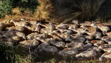 &Sigma;&epsilon; &epsilon;&pi;&alpha;&gamma;&rho;ύ&pi;&nu;&eta;&sigma;&eta; &gamma;&iota;&alpha; &tau;&omicron;&nu; &kappa;ί&nu;&delta;&upsilon;&nu;&omicron; &zeta;&omega;&iota;&kappa;ώ&nu; &nu;&omicron;&sigma;&eta;&mu;ά&tau;&omega;&nu; &kappa;&alpha;&lambda;&epsilon;ί &tau;&omicron;&upsilon;&sigmaf; &kappa;&tau;&eta;&nu;&omicron;&tau;&rho;ό&phi;&omicron;&upsilon;&sigmaf; &eta; &Pi;&epsilon;&rho;&iota;&phi;έ&rho;&epsilon;&iota;&alpha; &Eta;&pi;&epsilon;ί&rho;&omicron;&upsilon; | &Alpha;&gamma;&rho;&omicron;Έ&kappa;&phi;&rho;&alpha;&sigma;&eta;
