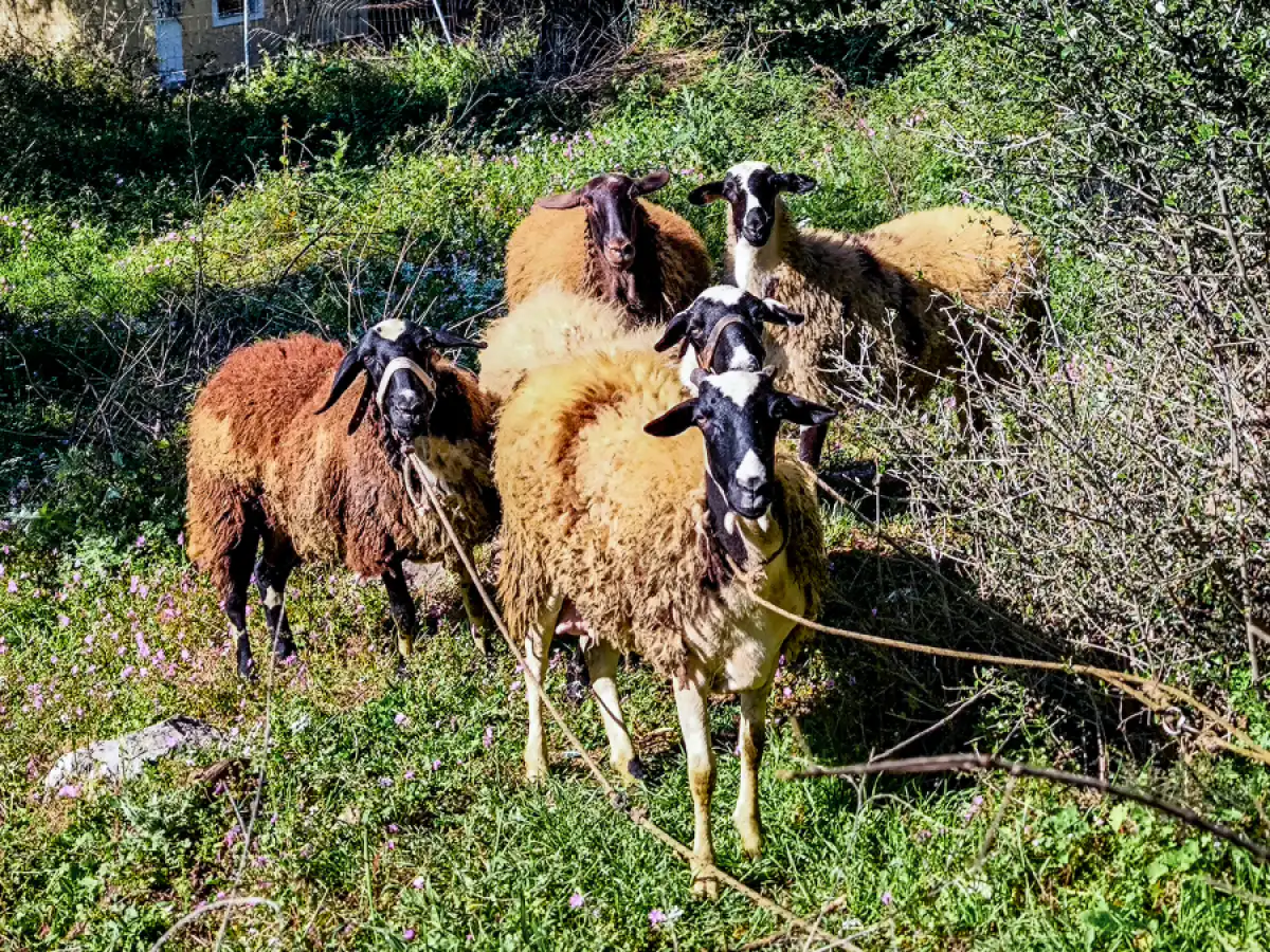 &Tau;&rho;&alpha;&gamma;&omega;&delta;ί&alpha; &sigma;&tau;&eta; &Lambda;έ&sigma;&beta;&omicron;, &pi;έ&theta;&alpha;&nu;&epsilon; &kappa;&tau;&eta;&nu;&omicron;&tau;&rho;ό&phi;&omicron;&sigmaf; &mu;&epsilon;&tau;ά &tau;&eta; &theta;&alpha;&nu;ά&tau;&omega;&sigma;&eta; &tau;&omicron;&upsilon; &kappa;&omicron;&pi;&alpha;&delta;&iota;&omicron;ύ &tau;&omicron;&upsilon; | &Alpha;&gamma;&rho;&omicron;Έ&kappa;&phi;&rho;&alpha;&sigma;&eta;