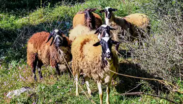 &Tau;&rho;&alpha;&gamma;&omega;&delta;ί&alpha; &sigma;&tau;&eta; &Lambda;έ&sigma;&beta;&omicron;, &pi;έ&theta;&alpha;&nu;&epsilon; &kappa;&tau;&eta;&nu;&omicron;&tau;&rho;ό&phi;&omicron;&sigmaf; &mu;&epsilon;&tau;ά &tau;&eta; &theta;&alpha;&nu;ά&tau;&omega;&sigma;&eta; &tau;&omicron;&upsilon; &kappa;&omicron;&pi;&alpha;&delta;&iota;&omicron;ύ &tau;&omicron;&upsilon; | &Alpha;&gamma;&rho;&omicron;Έ&kappa;&phi;&rho;&alpha;&sigma;&eta;