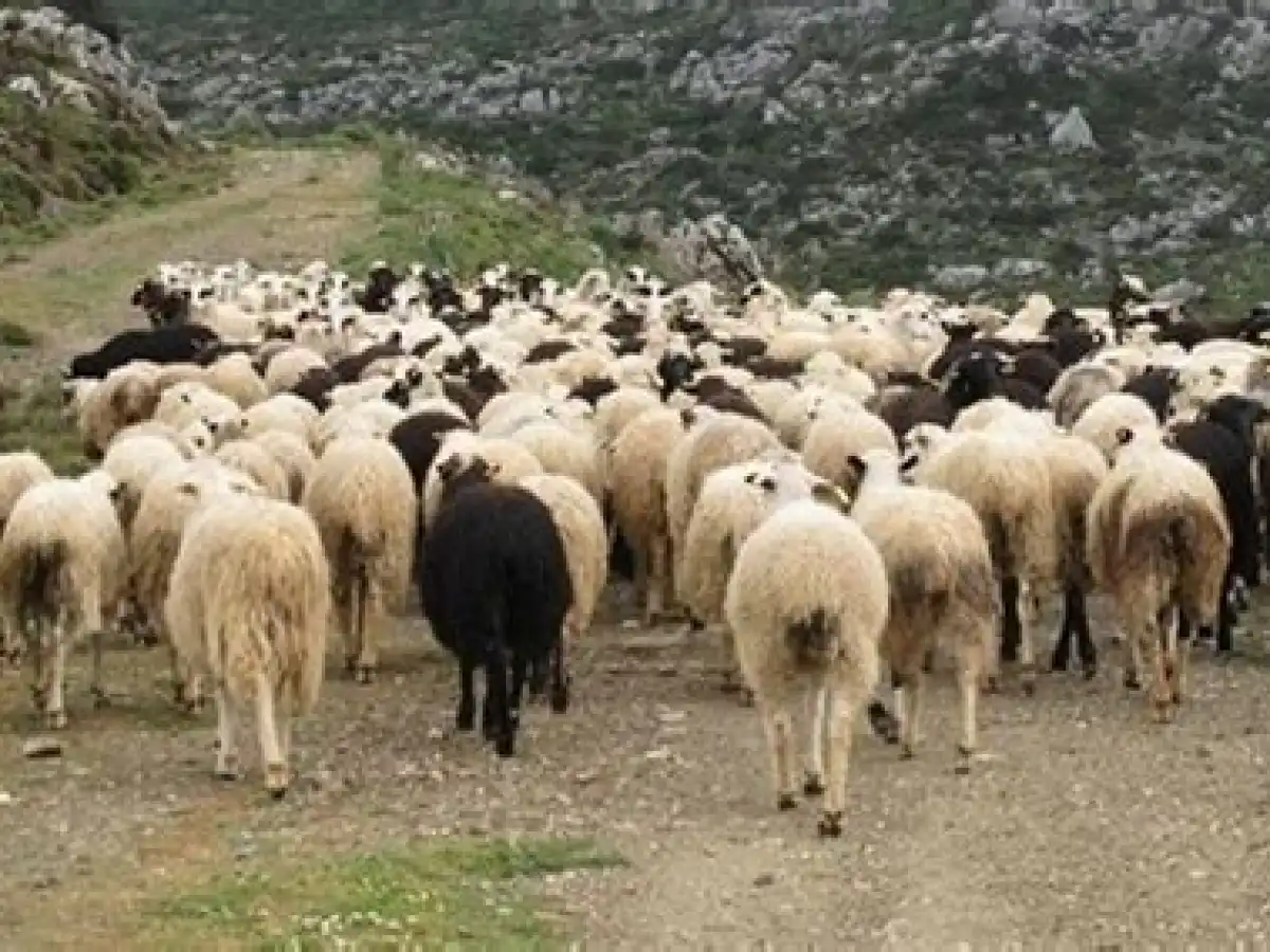 &Eta; &kappa;&tau;&eta;&nu;&omicron;&tau;&rho;&omicron;&phi;ί&alpha; &sigma;&epsilon; &kappa;&rho;ί&sigma;&eta; | &Alpha;&gamma;&rho;&omicron;Έ&kappa;&phi;&rho;&alpha;&sigma;&eta;