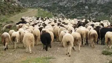 &Eta; &kappa;&tau;&eta;&nu;&omicron;&tau;&rho;&omicron;&phi;ί&alpha; &sigma;&epsilon; &kappa;&rho;ί&sigma;&eta; | &Alpha;&gamma;&rho;&omicron;Έ&kappa;&phi;&rho;&alpha;&sigma;&eta;