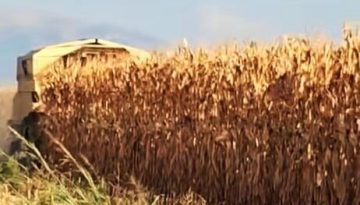 &Sigma;&tau;&alpha; 26-27 &lambda;&epsilon;&pi;&tau;ά &tau;&omicron; &kappa;&alpha;&lambda;&alpha;&mu;&pi;ό&kappa;&iota;, &xi;&epsilon;&kappa;&iota;&nu;&omicron;ύ&nu; &delta;&epsilon;&iota;&lambda;ά &ndash; &delta;&epsilon;&iota;&lambda;ά &tau;&alpha; &pi;&rho;ώ&tau;&alpha; &alpha;&lambda;&omega;&nu;ί&sigma;&mu;&alpha;&tau;&alpha; &gamma;&iota;&alpha; &kappa;&alpha;&rho;&pi;ό | Agronewsbomb | &Epsilon;&iota;&delta;ή&sigma;&epsilon;&iota;&sigmaf; &kappa;&alpha;&iota; &nu;έ&alpha; &gamma;&iota;&alpha; &alpha;&gamma;&rho;ό&tau;&epsilon;&sigmaf; &kappa;&alpha;&iota; &kappa;&tau;&eta;&nu;&omicron;&tau;&rho;ό&phi;&omicron;&upsilon;&sigmaf;