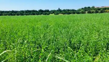 &Sigma;&epsilon; &Phi;&Epsilon;&Kappa; &lambda;&epsilon;&pi;&tau;&omicron;&mu;έ&rho;&epsilon;&iota;&epsilon;&sigmaf; &gamma;&iota;&alpha; &tau;&omicron; myAGRO &Alpha;&Alpha;&Delta;&Epsilon; &tau;&eta;&sigmaf; &Epsilon;&Alpha;&Epsilon;, &omega;&sigmaf; 16/10 &delta;&eta;&lambda;ώ&sigma;&epsilon;&iota;&sigmaf; &ndash; &pi;ό&tau;&epsilon; &theta;&alpha; &gamma;ί&nu;&omicron;&upsilon;&nu; &pi;&lambda;&eta;&rho;&omega;&mu;έ&sigmaf; | Agronewsbomb | &Epsilon;&iota;&delta;ή&sigma;&epsilon;&iota;&sigmaf; &kappa;&alpha;&iota; &nu;έ&alpha; &gamma;&iota;&alpha; &alpha;&gamma;&rho;ό&tau;&epsilon;&sigmaf; &kappa;&alpha;&iota; &kappa;&tau;&eta;&nu;&omicron;&tau;&rho;ό&phi;&omicron;&upsilon;&sigmaf;
