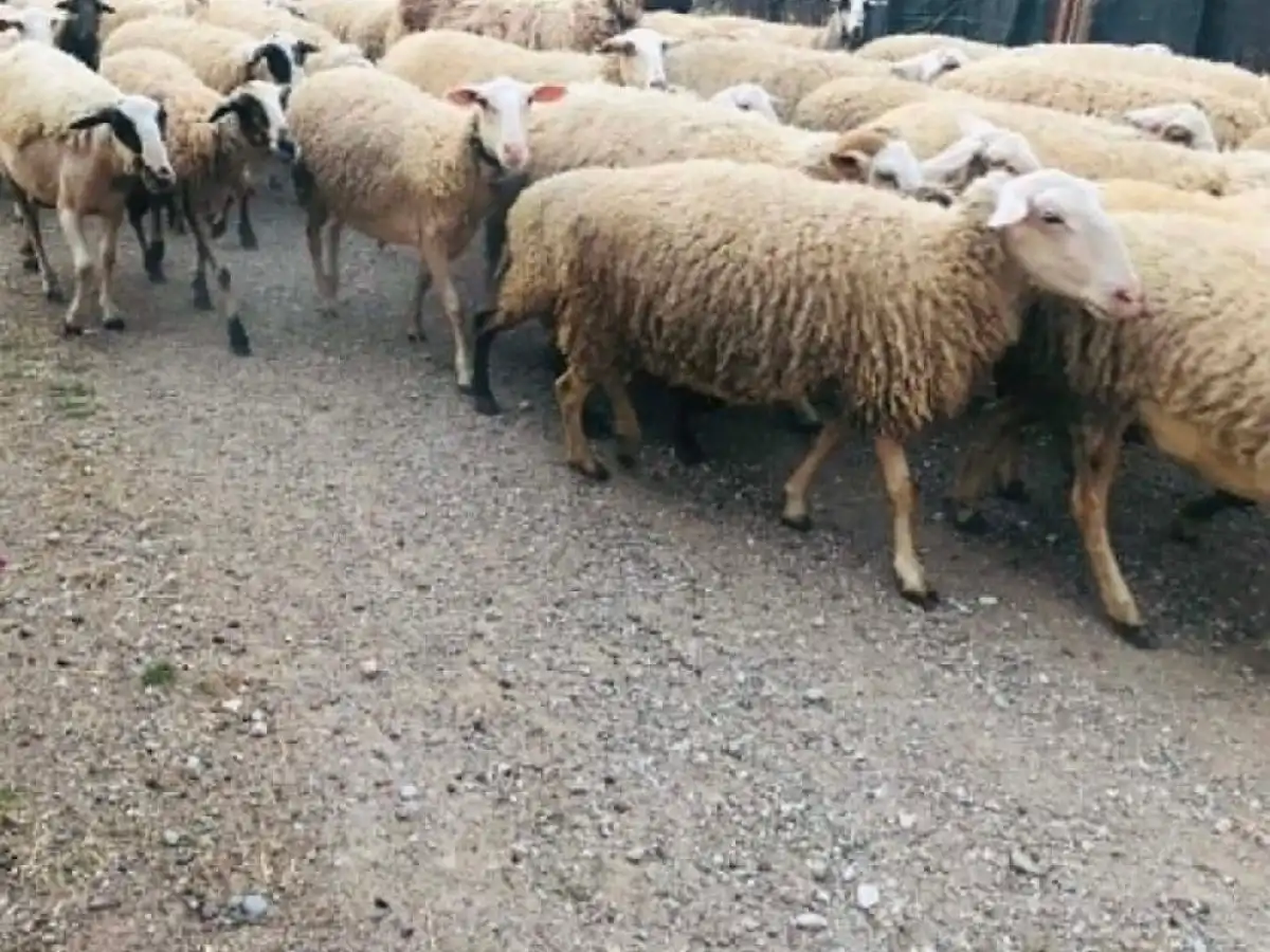 &Pi;&lambda;ή&rho;&eta;&sigmaf; &epsilon;&pi;&iota;&beta;&epsilon;&beta;&alpha;ί&omega;&sigma;&eta; Agronewsbomb, &alpha;&pi;&omicron;&zeta;&eta;&mu;&iota;ώ&sigma;&epsilon;&iota;&sigmaf; &gamma;&iota;&alpha; &theta;&alpha;&nu;&alpha;&tau;&omega;&theta;έ&nu;&tau;&alpha; &zeta;ώ&alpha; | Agronewsbomb | &Epsilon;&iota;&delta;ή&sigma;&epsilon;&iota;&sigmaf; &kappa;&alpha;&iota; &nu;έ&alpha; &gamma;&iota;&alpha; &alpha;&gamma;&rho;ό&tau;&epsilon;&sigmaf; &kappa;&alpha;&iota; &kappa;&tau;&eta;&nu;&omicron;&tau;&rho;ό&phi;&omicron;&upsilon;&sigmaf;