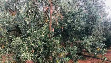 &Lambda;&iota;&alpha;&kappa;&omicron;ύ&lambda;&eta;: Ό&sigma;&omicron;&iota; έ&chi;&alpha;&sigma;&alpha;&nu; &delta;&epsilon;&nu;&delta;&rho;&omicron;&kappa;&alpha;&lambda;&lambda;&iota;έ&rho;&gamma;&epsilon;&iota;&epsilon;&sigmaf; &alpha;&pi;ό &tau;&omicron; Daniel, &delta;&epsilon;&nu; έ&chi;&omicron;&upsilon;&nu; &epsilon;&iota;&sigma;ό&delta;&eta;&mu;&alpha;! &Eta; &alpha;&nu;&alpha;&sigma;ύ&sigma;&tau;&alpha;&sigma;&eta; &delta;&epsilon;&nu; &alpha;&rho;&kappa;&epsilon;ί | Agronewsbomb | &Epsilon;&iota;&delta;ή&sigma;&epsilon;&iota;&sigmaf; &kappa;&alpha;&iota; &nu;έ&alpha; &gamma;&iota;&alpha; &alpha;&gamma;&rho;ό&tau;&epsilon;&sigmaf; &kappa;&alpha;&iota; &kappa;&tau;&eta;&nu;&omicron;&tau;&rho;ό&phi;&omicron;&upsilon;&sigmaf;