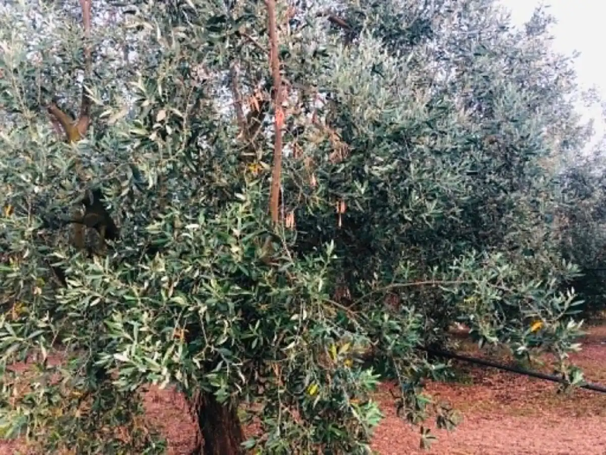 &Beta;&omicron;&iota;&omega;&tau;ί&alpha;: &Mu;&epsilon;&tau;&rho;&omicron;ύ&nu; &pi;&lambda;&eta;&gamma;έ&sigmaf; &omicron;&iota; &pi;&upsilon;&rho;ό&pi;&lambda;&eta;&kappa;&tau;&omicron;&iota; &alpha;&gamma;&rho;ό&tau;&epsilon;&sigmaf;, &kappa;&alpha;&tau;&epsilon;&sigma;&tau;&rho;&alpha;&mu;&mu;έ&nu;&alpha; &epsilon;&lambda;&alpha;&iota;ό&delta;&epsilon;&nu;&tau;&rho;&alpha;-&upsilon;&pi;&omicron;&delta;&omicron;&mu;έ&sigmaf; | Agronewsbomb | &Epsilon;&iota;&delta;ή&sigma;&epsilon;&iota;&sigmaf; &kappa;&alpha;&iota; &nu;έ&alpha; &gamma;&iota;&alpha; &alpha;&gamma;&rho;ό&tau;&epsilon;&sigmaf; &kappa;&alpha;&iota; &kappa;&tau;&eta;&nu;&omicron;&tau;&rho;ό&phi;&omicron;&upsilon;&sigmaf;
