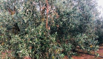 &Omicron;&rho;&iota;&omicron;&theta;έ&tau;&eta;&sigma;&eta; &pi;&epsilon;&rho;&iota;&omicron;&chi;ώ&nu; &kappa;&alpha;&iota; &chi;&omicron;&rho;ή&gamma;&eta;&sigma;&eta; &sigma;&tau;&epsilon;&gamma;&alpha;&sigma;&tau;&iota;&kappa;ή&sigmaf; &sigma;&upsilon;&nu;&delta;&rho;&omicron;&mu;ή&sigmaf; &lambda;ό&gamma;&omega; &pi;&upsilon;&rho;&kappa;&alpha;&gamma;&iota;ώ&nu; | Agronewsbomb | &Epsilon;&iota;&delta;ή&sigma;&epsilon;&iota;&sigmaf; &kappa;&alpha;&iota; &nu;έ&alpha; &gamma;&iota;&alpha; &alpha;&gamma;&rho;ό&tau;&epsilon;&sigmaf; &kappa;&alpha;&iota; &kappa;&tau;&eta;&nu;&omicron;&tau;&rho;ό&phi;&omicron;&upsilon;&sigmaf;