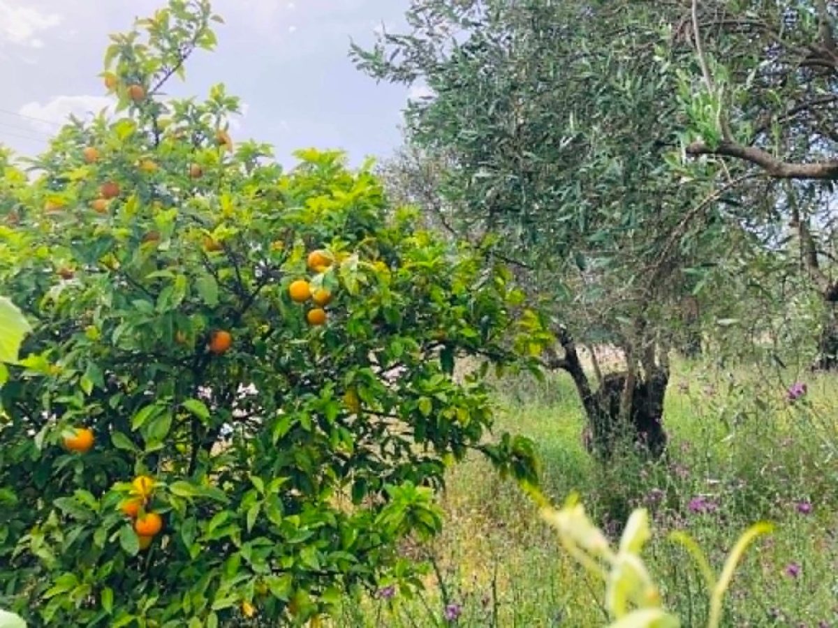 &Alpha;&xi;&iota;&omicron;&lambda;&omicron;&gamma;&eta;&tau;έ&sigmaf; &kappa;&alpha;&iota; &epsilon;&pi;&iota;&tau;&rho;&omicron;&pi;έ&sigmaf; &epsilon;&nu;&sigma;&tau;ά&sigma;&epsilon;&omega;&nu; &tau;&omega;&nu; &alpha;&iota;&tau;ή&sigma;&epsilon;&omega;&nu; &gamma;&iota;&alpha; &tau;&omicron; &pi;&rho;ό&gamma;&rho;&alpha;&mu;&mu;&alpha; &nu;έ&omega;&nu; &gamma;&epsilon;&omega;&rho;&gamma;ώ&nu; | Agronewsbomb | &Epsilon;&iota;&delta;ή&sigma;&epsilon;&iota;&sigmaf; &kappa;&alpha;&iota; &nu;έ&alpha; &gamma;&iota;&alpha; &alpha;&gamma;&rho;ό&tau;&epsilon;&sigmaf; &kappa;&alpha;&iota; &kappa;&tau;&eta;&nu;&omicron;&tau;&rho;ό&phi;&omicron;&upsilon;&sigmaf;
