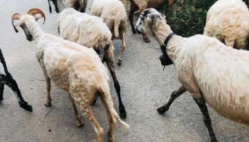 &Pi;&alpha;&rho;ά&tau;&alpha;&sigma;&eta; &gamma;&iota;&alpha; &mu;&epsilon;&tau;&alpha;&kappa;ί&nu;&eta;&sigma;&eta; &epsilon;&kappa;&tau;ό&sigmaf; έ&delta;&rho;&alpha;&sigmaf; &pi;&rho;&omicron;&sigma;&omega;&pi;&iota;&kappa;&omicron;ύ &lambda;ό&gamma;&omega; &alpha;&phi;&theta;ώ&delta;&omicron;&upsilon;&sigmaf; | Agronewsbomb | &Epsilon;&iota;&delta;ή&sigma;&epsilon;&iota;&sigmaf; &kappa;&alpha;&iota; &nu;έ&alpha; &gamma;&iota;&alpha; &alpha;&gamma;&rho;ό&tau;&epsilon;&sigmaf; &kappa;&alpha;&iota; &kappa;&tau;&eta;&nu;&omicron;&tau;&rho;ό&phi;&omicron;&upsilon;&sigmaf;