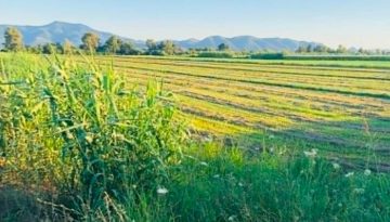 De minimis &zeta;&eta;&tau;&omicron;ύ&nu; &omicron;&iota; &pi;&lambda;&eta;&gamma;έ&nu;&tau;&epsilon;&sigmaf; &pi;&alpha;&rho;&alpha;&gamma;&omega;&gamma;&omicron;ί &mu;&eta;&delta;&iota;&kappa;ή&sigmaf; &tau;&eta;&sigmaf; &alpha;&rho;&omicron;&upsilon;&rho;&alpha;&iota;ό&pi;&lambda;&eta;&kappa;&tau;&eta;&sigmaf; &zeta;ώ&nu;&eta;&sigmaf; &Kappa;&omega;&pi;&alpha;ΐ&delta;&alpha;&sigmaf; | Agronewsbomb | &Epsilon;&iota;&delta;ή&sigma;&epsilon;&iota;&sigmaf; &kappa;&alpha;&iota; &nu;έ&alpha; &gamma;&iota;&alpha; &alpha;&gamma;&rho;ό&tau;&epsilon;&sigmaf; &kappa;&alpha;&iota; &kappa;&tau;&eta;&nu;&omicron;&tau;&rho;ό&phi;&omicron;&upsilon;&sigmaf;