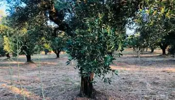 &Sigma;&tau;&alpha;&sigma;&iota;&mu;ό&tau;&eta;&tau;&alpha; &sigma;&tau;&omicron; &epsilon;&lambda;&alpha;&iota;ό&lambda;&alpha;&delta;&omicron;, &sigma;&epsilon; &pi;&omicron;&iota;&alpha; &epsilon;&pi;ί&pi;&epsilon;&delta;&alpha; &kappa;&iota;&nu;&omicron;ύ&nu;&tau;&alpha;&iota; &omicron;&iota; &tau;&iota;&mu;έ&sigmaf; &pi;&alpha;&rho;&alpha;&gamma;&omega;&gamma;&omicron;ύ | Agronewsbomb | &Epsilon;&iota;&delta;ή&sigma;&epsilon;&iota;&sigmaf; &kappa;&alpha;&iota; &nu;έ&alpha; &gamma;&iota;&alpha; &alpha;&gamma;&rho;ό&tau;&epsilon;&sigmaf; &kappa;&alpha;&iota; &kappa;&tau;&eta;&nu;&omicron;&tau;&rho;ό&phi;&omicron;&upsilon;&sigmaf;