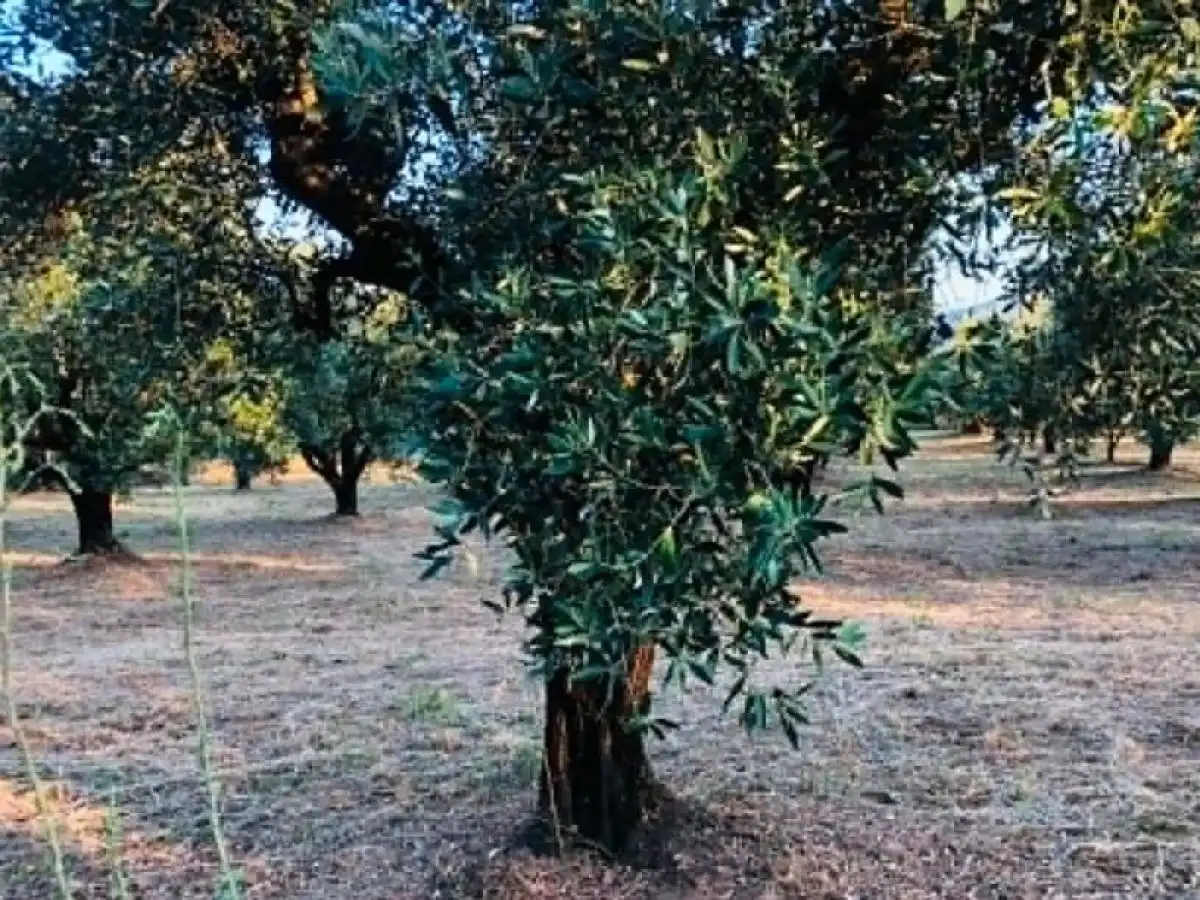 &Sigma;ύ&sigma;&tau;&alpha;&sigma;&eta; &kappa;&alpha;&iota; &sigma;&upsilon;&gamma;&kappa;&rho;ό&tau;&eta;&sigma;&eta; &omicron;&mu;ά&delta;&alpha;&sigmaf; &epsilon;&lambda;έ&gamma;&chi;&omicron;&upsilon; &gamma;&iota;&alpha; &tau;&alpha; &Omicron;&Epsilon;&Phi; | Agronewsbomb | &Epsilon;&iota;&delta;ή&sigma;&epsilon;&iota;&sigmaf; &kappa;&alpha;&iota; &nu;έ&alpha; &gamma;&iota;&alpha; &alpha;&gamma;&rho;ό&tau;&epsilon;&sigmaf; &kappa;&alpha;&iota; &kappa;&tau;&eta;&nu;&omicron;&tau;&rho;ό&phi;&omicron;&upsilon;&sigmaf;