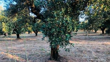 &Pi;&alpha;&rho;ά&tau;&alpha;&sigma;&eta; &epsilon;&phi;&alpha;&rho;&mu;&omicron;&gamma;ή&sigmaf; &tau;&eta;&sigmaf; &upsilon;&pi;&omicron;&chi;&rho;&epsilon;&omega;&tau;&iota;&kappa;ή&sigmaf; &delta;ή&lambda;&omega;&sigma;&eta;&sigmaf; &sigma;&upsilon;&gamma;&kappa;&omicron;&mu;&iota;&delta;ή&sigmaf; &epsilon;&lambda;&alpha;&iota;&omicron;&kappa;ά&rho;&pi;&omicron;&upsilon; | Agronewsbomb | &Epsilon;&iota;&delta;ή&sigma;&epsilon;&iota;&sigmaf; &kappa;&alpha;&iota; &nu;έ&alpha; &gamma;&iota;&alpha; &alpha;&gamma;&rho;ό&tau;&epsilon;&sigmaf; &kappa;&alpha;&iota; &kappa;&tau;&eta;&nu;&omicron;&tau;&rho;ό&phi;&omicron;&upsilon;&sigmaf;