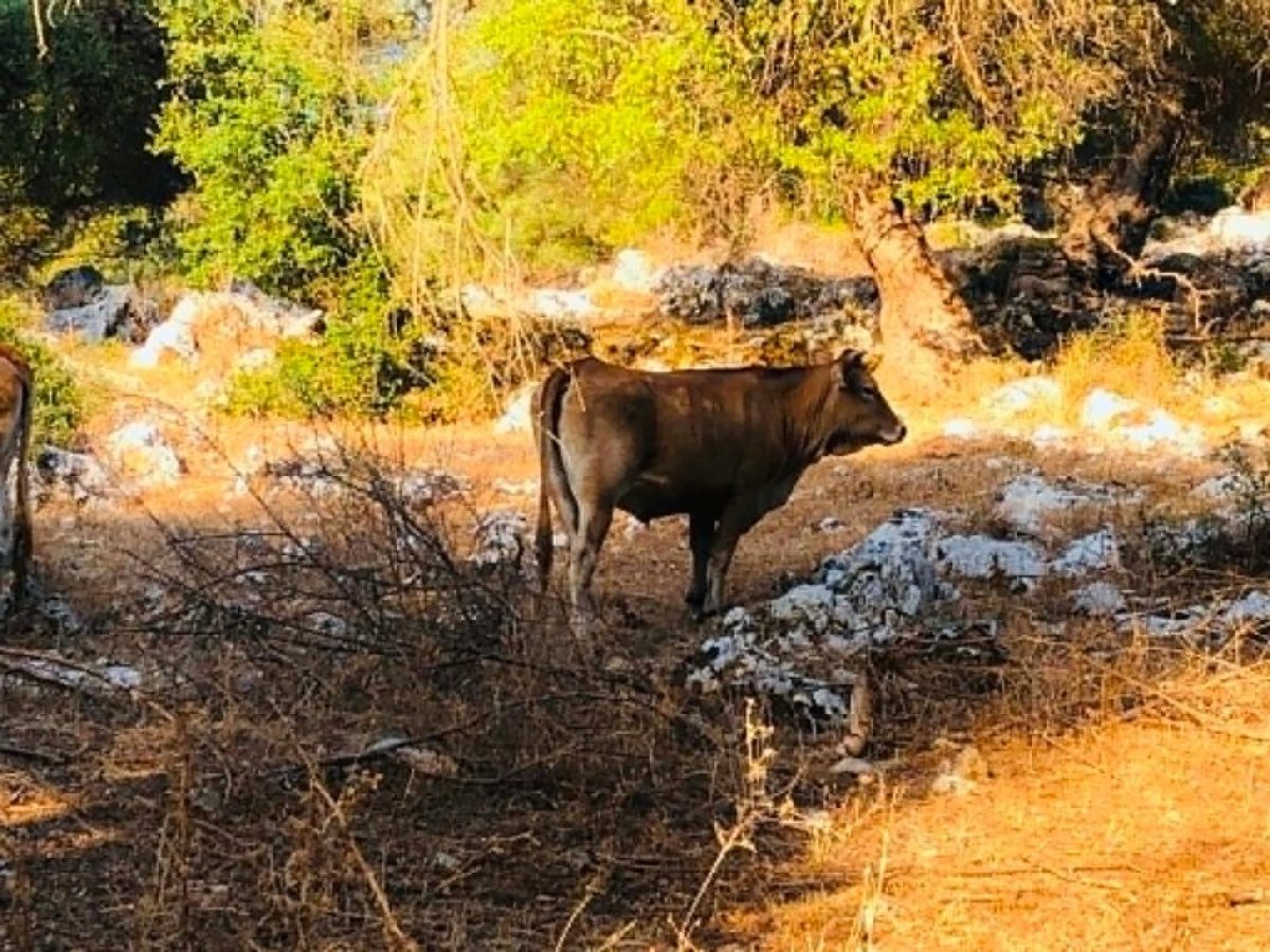 &Alpha;&gamma;&epsilon;&lambda;&alpha;&delta;&iota;&nu;ό &gamma;ά&lambda;&alpha;: &Alpha;&upsilon;&xi;&eta;&mu;έ&nu;&epsilon;&sigmaf; &omicron;&iota; &pi;&alpha;&rho;&alpha;&delta;ό&sigma;&epsilon;&iota;&sigmaf; &tau;&omicron; 2026 | Agronewsbomb | &Epsilon;&iota;&delta;ή&sigma;&epsilon;&iota;&sigmaf; &kappa;&alpha;&iota; &nu;έ&alpha; &gamma;&iota;&alpha; &alpha;&gamma;&rho;ό&tau;&epsilon;&sigmaf; &kappa;&alpha;&iota; &kappa;&tau;&eta;&nu;&omicron;&tau;&rho;ό&phi;&omicron;&upsilon;&sigmaf;