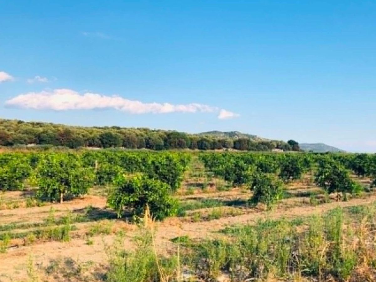 &Pi;&rho;&omicron;&sigmaf; &nu;έ&alpha; &pi;&alpha;&rho;ά&tau;&alpha;&sigma;&eta; &epsilon;&pi;&iota;&delta;ό&tau;&eta;&sigma;&eta;&sigmaf; &gamma;&iota;&alpha; diesel &kappa;ί&nu;&eta;&sigma;&eta;&sigmaf; | Agronewsbomb | &Epsilon;&iota;&delta;ή&sigma;&epsilon;&iota;&sigmaf; &kappa;&alpha;&iota; &nu;έ&alpha; &gamma;&iota;&alpha; &alpha;&gamma;&rho;ό&tau;&epsilon;&sigmaf; &kappa;&alpha;&iota; &kappa;&tau;&eta;&nu;&omicron;&tau;&rho;ό&phi;&omicron;&upsilon;&sigmaf;