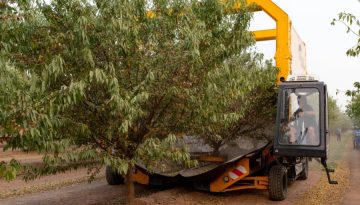 &Kappa;&alpha;&lambda;&iota;&phi;ό&rho;&nu;&iota;&alpha;: &Pi;&rho;ό&beta;&lambda;&epsilon;&psi;&eta; &gamma;&iota;&alpha; &pi;&alpha;&rho;&alpha;&gamma;&omega;&gamma;ή 1,225 &epsilon;&kappa;&alpha;&tau;. &tau;ό&nu;&omega;&nu; &alpha;&mu;&upsilon;&gamma;&delta;ά&lambda;&omega;&nu; &tau;&omicron; 2026 &bull; &Theta;&epsilon;&sigma;&sigma;&alpha;&lambda;&iota;&kappa;ή &Gamma;&eta; &bull; &Tau;&alpha; &Alpha;&gamma;&rho;&omicron;&tau;&iota;&kappa;ά &Nu;έ&alpha; &tau;&eta;&sigmaf; &Theta;&epsilon;&sigma;&sigma;&alpha;&lambda;ί&alpha;&sigmaf;