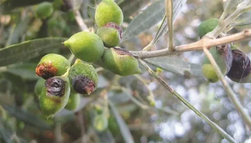 &Xi;&epsilon;&kappa;&iota;&nu;ά &omicron; 3&omicron;&sigmaf; &delta;&omicron;&lambda;&omega;&mu;&alpha;&tau;&iota;&kappa;ό&sigmaf; &psi;&epsilon;&kappa;&alpha;&sigma;&mu;ό&sigmaf; &gamma;&iota;&alpha; &tau;&omicron;&nu; &delta;ά&kappa;&omicron; &tau;&eta;&sigmaf; &epsilon;&lambda;&iota;ά&sigmaf; &sigma;&tau;&eta; &Lambda;ά&rho;&iota;&sigma;&alpha; &bull; &Theta;&epsilon;&sigma;&sigma;&alpha;&lambda;&iota;&kappa;ή &Gamma;&eta; &bull; &Tau;&alpha; &Alpha;&gamma;&rho;&omicron;&tau;&iota;&kappa;ά &Nu;έ&alpha; &tau;&eta;&sigmaf; &Theta;&epsilon;&sigma;&sigma;&alpha;&lambda;ί&alpha;&sigmaf;