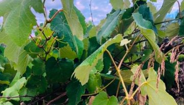 &Epsilon;&mu;&phi;ά&nu;&iota;&sigma;&eta; Aleurocanthus spiniferus &sigma;&epsilon; &kappa;&alpha;&lambda;&lambda;&iota;έ&rho;&gamma;&epsilon;&iota;&alpha; &alpha;&mu;&pi;&epsilon;&lambda;&iota;&omicron;ύ &sigma;&tau;&eta;&nu; &Pi;.&Epsilon;. &Lambda;&epsilon;&upsilon;&kappa;ά&delta;&alpha;&sigmaf; | Agronewsbomb | &Epsilon;&iota;&delta;ή&sigma;&epsilon;&iota;&sigmaf; &kappa;&alpha;&iota; &nu;έ&alpha; &gamma;&iota;&alpha; &alpha;&gamma;&rho;ό&tau;&epsilon;&sigmaf; &kappa;&alpha;&iota; &kappa;&tau;&eta;&nu;&omicron;&tau;&rho;ό&phi;&omicron;&upsilon;&sigmaf;