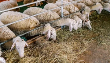 &Tau;έ&lambda;&omicron;&sigmaf; &eta; &pi;&alpha;&nu;ώ&lambda;&eta; &mu;&iota;&kappa;&rho;ώ&nu; &mu;&eta;&rho;&upsilon;&kappa;&alpha;&sigma;&tau;&iota;&kappa;ώ&nu;: &Epsilon;&lambda;&epsilon;ύ&theta;&epsilon;&rho;&eta; &eta; &Epsilon;&lambda;&lambda;ά&delta;&alpha;