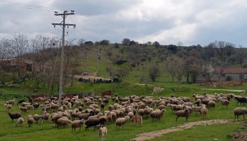 &Sigma;&chi;&epsilon;&delta;ό&nu; 9 &epsilon;&kappa;&alpha;&tau;. &mu;&epsilon;&iota;ώ&theta;&eta;&kappa;&alpha;&nu; &tau;&alpha; &pi;&rho;ό&beta;&alpha;&tau;&alpha; &sigma;&tau;&eta;&nu; &Epsilon;.E. &tau;&eta;&nu; &tau;&epsilon;&lambda;&epsilon;&upsilon;&tau;&alpha;ί&alpha; 10&epsilon;&tau;ί&alpha; &bull; &Theta;&epsilon;&sigma;&sigma;&alpha;&lambda;&iota;&kappa;ή &Gamma;&eta; &bull; &Tau;&alpha; &Alpha;&gamma;&rho;&omicron;&tau;&iota;&kappa;ά &Nu;έ&alpha; &tau;&eta;&sigmaf; &Theta;&epsilon;&sigma;&sigma;&alpha;&lambda;ί&alpha;&sigmaf;