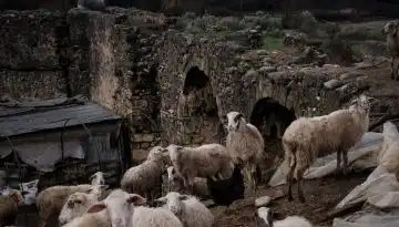 &Alpha;&pi;&omicron;&zeta;&eta;&mu;&iota;ώ&sigma;&epsilon;&iota;&sigmaf; 4,2 &epsilon;&kappa;&alpha;&tau;. &epsilon;&upsilon;&rho;ώ &sigma;&epsilon; 176 &kappa;&tau;&eta;&nu;&omicron;&tau;&rho;&omicron;&phi;&iota;&kappa;έ&sigmaf; &epsilon;&kappa;&mu;&epsilon;&tau;&alpha;&lambda;&lambda;&epsilon;ύ&sigma;&epsilon;&iota;&sigmaf; &gamma;&iota;&alpha; &zeta;&omega;&omicron;&nu;ό&sigma;&omicron;&upsilon;&sigmaf; &alpha;&pi;ό &tau;&omicron; &Upsilon;&pi;&Alpha;&Alpha;&Tau;