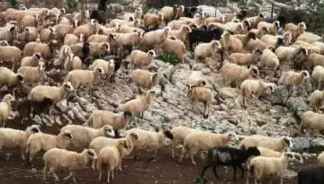 &Mu;&epsilon;&sigma;&alpha;&rho;ά &Eta;&rho;ά&kappa;&lambda;&epsilon;&iota;&omicron;: &Omicron;ύ&tau;&epsilon; έ&nu;&alpha; &zeta;ώ&omicron; &delta;&epsilon;&nu; &beta;&rho;έ&theta;&eta;&kappa;&epsilon; &sigma;&tau;&omicron; &mu;&alpha;&nu;&tau;&rho;ί &kappa;&tau;&eta;&nu;&omicron;&tau;&rho;ό&phi;&omicron;&upsilon; &kappa;&alpha;&tau;ά &tau;&omicron;&nu; έ&lambda;&epsilon;&gamma;&chi;&omicron; &ndash; &Sigma;&upsilon;&nu;&epsilon;&lambda;ή&phi;&theta;&eta; &kappa;&alpha;&iota; &omicron; &alpha;&delta;&epsilon;&rho;&phi;ό&sigmaf; &tau;&omicron;&upsilon; &mu;&epsilon; &lambda;&epsilon;&iota;&psi;ά &alpha;&iota;&gamma;&omicron;&pi;&rho;ό&beta;&alpha;&tau;&alpha; | &Alpha;&gamma;&rho;&omicron;Έ&kappa;&phi;&rho;&alpha;&sigma;&eta;