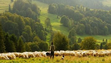 &Epsilon;&upsilon;&lambda;&omicron;&gamma;&iota;ά &pi;&rho;&omicron;&beta;ά&tau;&omega;&nu;: &Delta;&iota;&epsilon;&upsilon;&kappa;&rho;&iota;&nu;ί&sigma;&epsilon;&iota;&sigmaf; &gamma;&iota;&alpha; &tau;&alpha; &mu;έ&tau;&rho;&alpha; &alpha;&nu;&tau;&iota;&mu;&epsilon;&tau;ώ&pi;&iota;&sigma;&eta;&sigmaf; &sigma;&tau;&eta;&nu; &Kappa;&alpha;&sigma;&tau;&omicron;&rho;&iota;ά &ndash; &Omicron;&iota;&kappa;&omicron;&nu;&omicron;&mu;&iota;&kappa;ό&sigmaf; &Tau;&alpha;&chi;&upsilon;&delta;&rho;ό&mu;&omicron;&sigmaf; &ndash; ot.gr