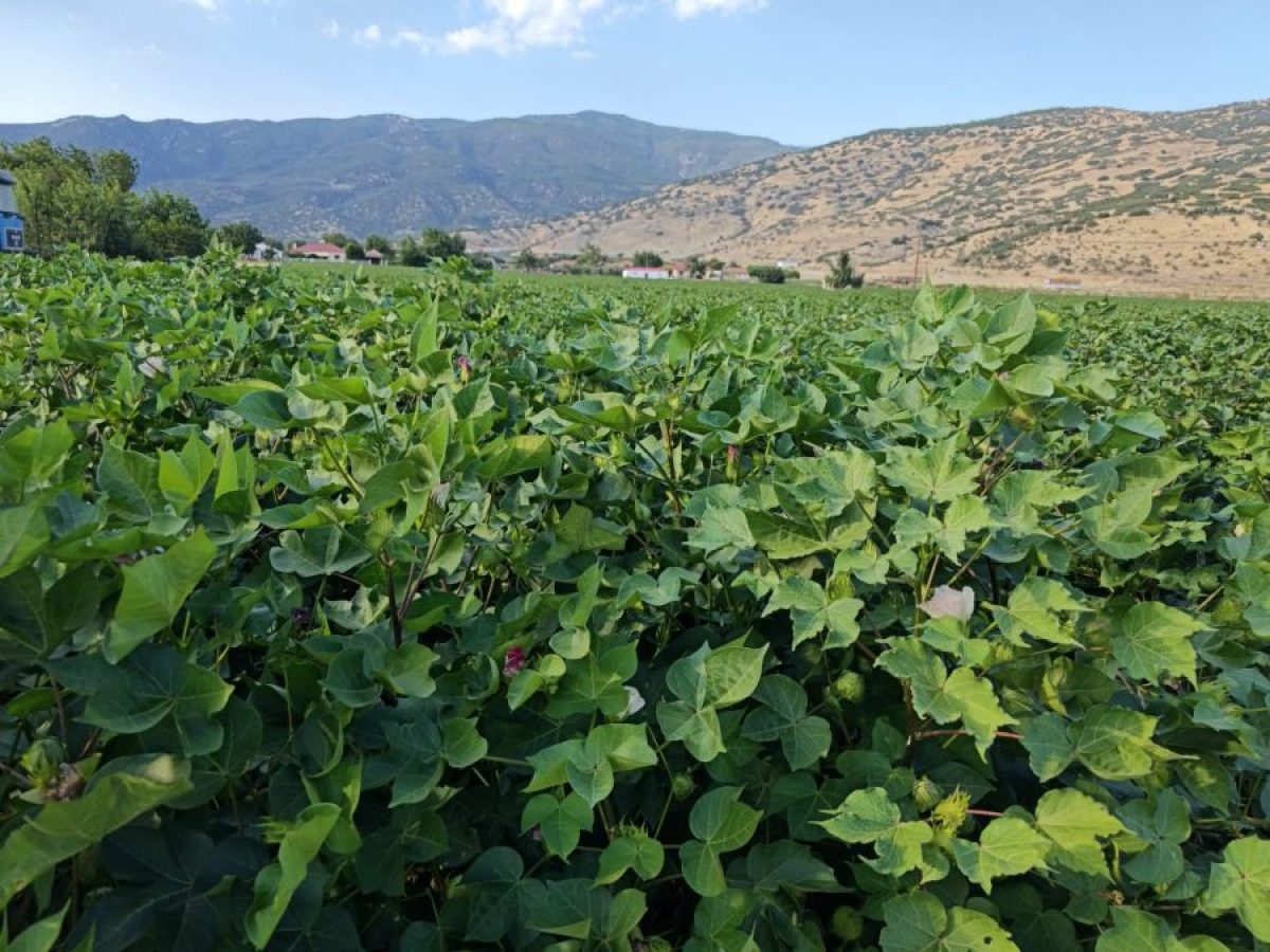 &Tau;&alpha; &nu;έ&alpha; &tau;&omicron;&upsilon; &beta;&alpha;&mu;&beta;&alpha;&kappa;&iota;&omicron;ύ &mu;&epsilon; &mu;&iota;&alpha; &mu;&alpha;&tau;&iota;ά: &Pi;&lambda;&eta;&sigma;&iota;ά&zeta;&epsilon;&iota; &tau;&alpha; 85 &sigma;&epsilon;&nu;&tau;&sigmaf; &mu;&epsilon; &laquo;&kappa;&alpha;ύ&sigma;&iota;&mu;&omicron;&raquo; &tau;&iota;&sigmaf; &kappa;&alpha;&iota;&rho;&iota;&kappa;έ&sigmaf; &alpha;&pi;&epsilon;&iota;&lambda;έ&sigmaf; &bull; &Theta;&epsilon;&sigma;&sigma;&alpha;&lambda;&iota;&kappa;ή &Gamma;&eta; &bull; &Tau;&alpha; &Alpha;&gamma;&rho;&omicron;&tau;&iota;&kappa;ά &Nu;έ&alpha; &tau;&eta;&sigmaf; &Theta;&epsilon;&sigma;&sigma;&alpha;&lambda;ί&alpha;&sigmaf;