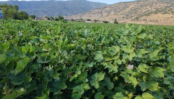 &Tau;&alpha; &nu;έ&alpha; &tau;&omicron;&upsilon; &beta;&alpha;&mu;&beta;&alpha;&kappa;&iota;&omicron;ύ &mu;&epsilon; &mu;&iota;&alpha; &mu;&alpha;&tau;&iota;ά: &Pi;&lambda;&eta;&sigma;&iota;ά&zeta;&epsilon;&iota; &tau;&alpha; 85 &sigma;&epsilon;&nu;&tau;&sigmaf; &mu;&epsilon; &laquo;&kappa;&alpha;ύ&sigma;&iota;&mu;&omicron;&raquo; &tau;&iota;&sigmaf; &kappa;&alpha;&iota;&rho;&iota;&kappa;έ&sigmaf; &alpha;&pi;&epsilon;&iota;&lambda;έ&sigmaf; &bull; &Theta;&epsilon;&sigma;&sigma;&alpha;&lambda;&iota;&kappa;ή &Gamma;&eta; &bull; &Tau;&alpha; &Alpha;&gamma;&rho;&omicron;&tau;&iota;&kappa;ά &Nu;έ&alpha; &tau;&eta;&sigmaf; &Theta;&epsilon;&sigma;&sigma;&alpha;&lambda;ί&alpha;&sigmaf;