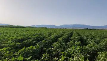 &Tau;&alpha; &nu;έ&alpha; &tau;&omicron;&upsilon; &beta;&alpha;&mu;&beta;&alpha;&kappa;&iota;&omicron;ύ &mu;&epsilon; &mu;&iota;&alpha; &mu;&alpha;&tau;&iota;ά: Ά&nu;&omicron;&delta;&omicron;&sigmaf; &tau;&iota;&mu;ώ&nu; &sigma;&tau;&iota;&sigmaf; &delta;&iota;&epsilon;&theta;&nu;&epsilon;ί&sigmaf; &alpha;&gamma;&omicron;&rho;έ&sigmaf; &ndash; &Omicron;&iota; &epsilon;&xi;&epsilon;&lambda;ί&xi;&epsilon;&iota;&sigmaf; &sigma;&epsilon; &Eta;&Pi;&Alpha;, &Beta;&rho;&alpha;&zeta;&iota;&lambda;ί&alpha; &kappa;&alpha;&iota; &Alpha;&phi;&rho;&iota;&kappa;ή &bull; &Theta;&epsilon;&sigma;&sigma;&alpha;&lambda;&iota;&kappa;ή &Gamma;&eta; &bull; &Tau;&alpha; &Alpha;&gamma;&rho;&omicron;&tau;&iota;&kappa;ά &Nu;έ&alpha; &tau;&eta;&sigmaf; &Theta;&epsilon;&sigma;&sigma;&alpha;&lambda;ί&alpha;&sigmaf;