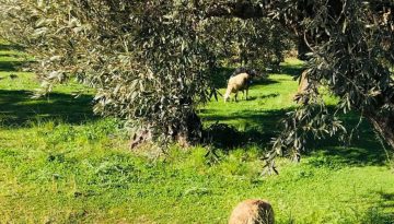 &Kappa;&rho;&omicron;ύ&sigma;&mu;&alpha; &epsilon;&upsilon;&lambda;&omicron;&gamma;&iota;ά&sigmaf; &alpha;&iota;&gamma;&omicron;&pi;&rho;&omicron;&beta;ά&tau;&omega;&nu; &sigma;&tau;&eta;&nu; &Alpha;&rho;&gamma;&omicron;&lambda;ί&delta;&alpha;, ά&mu;&epsilon;&sigma;&alpha; &mu;έ&tau;&rho;&alpha; &alpha;&pi;ό &tau;&eta;&nu; &Pi;&epsilon;&rho;&iota;&phi;έ&rho;&epsilon;&iota;&alpha; &Pi;&epsilon;&lambda;&omicron;&pi;&omicron;&nu;&nu;ή&sigma;&omicron;&upsilon; | Agronewsbomb | &Epsilon;&iota;&delta;ή&sigma;&epsilon;&iota;&sigmaf; &kappa;&alpha;&iota; &nu;έ&alpha; &gamma;&iota;&alpha; &alpha;&gamma;&rho;ό&tau;&epsilon;&sigmaf; &kappa;&alpha;&iota; &kappa;&tau;&eta;&nu;&omicron;&tau;&rho;ό&phi;&omicron;&upsilon;&sigmaf;