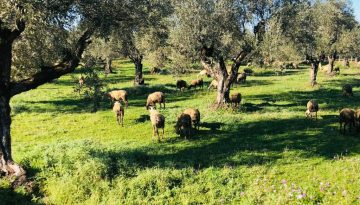 &Sigma;&upsilon;&nu;&epsilon;&chi;ί&sigma;&tau;&eta;&kappa;&epsilon; &kappa;&alpha;&iota; &tau;&omicron;&nu; &Iota;&omicron;ύ&nu;&iota;&omicron; &eta; &pi;&tau;ώ&sigma;&eta; &pi;&alpha;&rho;&alpha;&delta;ό&sigma;&epsilon;&omega;&nu; &alpha;&iota;&gamma;&omicron;&pi;&rho;ό&beta;&epsilon;&iota;&omicron;&upsilon; &gamma;ά&lambda;&alpha;&kappa;&tau;&omicron;&sigmaf; | Agronewsbomb | &Epsilon;&iota;&delta;ή&sigma;&epsilon;&iota;&sigmaf; &kappa;&alpha;&iota; &nu;έ&alpha; &gamma;&iota;&alpha; &alpha;&gamma;&rho;ό&tau;&epsilon;&sigmaf; &kappa;&alpha;&iota; &kappa;&tau;&eta;&nu;&omicron;&tau;&rho;ό&phi;&omicron;&upsilon;&sigmaf;