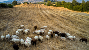 &Pi;&omicron;&iota;&omicron;&iota; &kappa;&tau;&eta;&nu;&omicron;&tau;&rho;ό&phi;&omicron;&iota; &epsilon;ί&nu;&alpha;&iota; &alpha;&pi;&lambda;ή&rho;&omega;&tau;&omicron;&iota; &alpha;&pi;ό &tau;&eta;&nu; &pi;&omicron;&lambda;&iota;&tau;&epsilon;ί&alpha;; &Sigma;&tau;&eta;&nu; &Kappa;&omicron;&mu;&iota;&sigma;&iota;ό&nu; &omicron;&iota; &epsilon;&kappa;&kappa;&rho;&epsilon;&mu;&epsilon;ί&sigmaf; &alpha;&pi;&omicron;&zeta;&eta;&mu;&iota;ώ&sigma;&epsilon;&iota;&sigmaf; &gamma;&iota;&alpha; &tau;&iota;&sigmaf; &zeta;&omega;&omicron;&nu;ό&sigma;&omicron;&upsilon;&sigmaf; | &Alpha;&gamma;&rho;&omicron;Έ&kappa;&phi;&rho;&alpha;&sigma;&eta;