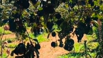 &Alpha;&kappa;&tau;&iota;&nu;ί&delta;&iota;&omicron;: &Alpha;&nu; &pi;&alpha;&rho;&alpha;&mu;&epsilon;ί&nu;&epsilon;&iota; &sigma;&tau;&omicron; &phi;&upsilon;&tau;ό &omega;&sigmaf; &tau;&eta;&nu; &kappa;&alpha;&tau;ά&lambda;&lambda;&eta;&lambda;&eta; &pi;&epsilon;&rho;ί&omicron;&delta;&omicron; &sigma;&upsilon;&gamma;&kappa;&omicron;&mu;&iota;&delta;ή&sigmaf;, έ&chi;&epsilon;&iota; &tau;&eta; &delta;&upsilon;&nu;&alpha;&tau;ό&tau;&eta;&tau;&alpha; &nu;&alpha; &alpha;&pi;&omicron;&kappa;&tau;ή&sigma;&epsilon;&iota; &mu;&epsilon;&gamma;&alpha;&lambda;ύ&tau;&epsilon;&rho;&omicron; &tau;&epsilon;&lambda;&iota;&kappa;ό &beta;ά&rho;&omicron;&sigmaf; | Agronewsbomb | &Epsilon;&iota;&delta;ή&sigma;&epsilon;&iota;&sigmaf; &kappa;&alpha;&iota; &nu;έ&alpha; &gamma;&iota;&alpha; &alpha;&gamma;&rho;ό&tau;&epsilon;&sigmaf; &kappa;&alpha;&iota; &kappa;&tau;&eta;&nu;&omicron;&tau;&rho;ό&phi;&omicron;&upsilon;&sigmaf;