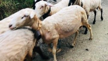 &Pi;&alpha;&rho;έ&mu;&beta;&alpha;&sigma;&eta; &Alpha;&nu;&epsilon;&xi;ά&rho;&tau;&eta;&tau;&omega;&nu; &beta;&omicron;&upsilon;&lambda;&epsilon;&upsilon;&tau;ώ&nu; &Alpha;&rho;&iota;&sigma;&tau;&epsilon;&rho;ά&sigmaf; &mu;&epsilon; &pi;&rho;&omega;&tau;&omicron;&beta;&omicron;&upsilon;&lambda;ί&alpha; &Zeta;&epsilon;ϊ&mu;&pi;έ&kappa; &gamma;&iota;&alpha; &Epsilon;&theta;&nu;&iota;&kappa;ό &Sigma;&chi;έ&delta;&iota;&omicron; &Alpha;&nu;&alpha;&sigma;&upsilon;&gamma;&kappa;&rho;ό&tau;&eta;&sigma;&eta;&sigmaf; &Kappa;&tau;&eta;&nu;&omicron;&tau;&rho;&omicron;&phi;ί&alpha;&sigmaf; | Agronewsbomb | &Epsilon;&iota;&delta;ή&sigma;&epsilon;&iota;&sigmaf; &kappa;&alpha;&iota; &nu;έ&alpha; &gamma;&iota;&alpha; &alpha;&gamma;&rho;ό&tau;&epsilon;&sigmaf; &kappa;&alpha;&iota; &kappa;&tau;&eta;&nu;&omicron;&tau;&rho;ό&phi;&omicron;&upsilon;&sigmaf;