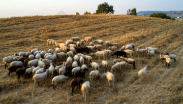 &Sigma;&phi;&omicron;&delta;&rho;ή &sigma;ύ&gamma;&kappa;&rho;&omicron;&upsilon;&sigma;&eta; &Delta;&omicron;&upsilon;&delta;&omega;&nu;ή &mu;&epsilon; &Kappa;&alpha;&beta;&beta;&alpha;&delta;ά &gamma;&iota;&alpha; &tau;&omicron;&nu; &alpha;&phi;&theta;ώ&delta;&eta; &sigma;&tau;&eta; &Beta;&omicron;&upsilon;&lambda;ή | &Alpha;&gamma;&rho;&omicron;Έ&kappa;&phi;&rho;&alpha;&sigma;&eta;