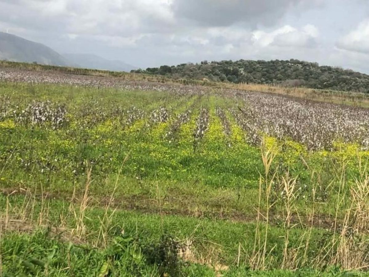 &Pi;&rho;&omicron;&beta;&lambda;έ&psi;&epsilon;&iota;&sigmaf; &gamma;&iota;&alpha; &mu;&epsilon;ί&omega;&sigma;&eta; &kappa;&alpha;&lambda;&lambda;&iota;&epsilon;&rho;&gamma;&omicron;ύ&mu;&epsilon;&nu;&omega;&nu; &epsilon;&kappa;&tau;ά&sigma;&epsilon;&omega;&nu; &kappa;&alpha;&iota; &pi;&alpha;&rho;&alpha;&gamma;&omega;&gamma;ή&sigmaf; &beta;ά&mu;&beta;&alpha;&kappa;&omicron;&sigmaf; &sigma;&tau;&eta;&nu; &Tau;&omicron;&upsilon;&rho;&kappa;ί&alpha; | Agronewsbomb | &Epsilon;&iota;&delta;ή&sigma;&epsilon;&iota;&sigmaf; &kappa;&alpha;&iota; &nu;έ&alpha; &gamma;&iota;&alpha; &alpha;&gamma;&rho;ό&tau;&epsilon;&sigmaf; &kappa;&alpha;&iota; &kappa;&tau;&eta;&nu;&omicron;&tau;&rho;ό&phi;&omicron;&upsilon;&sigmaf;