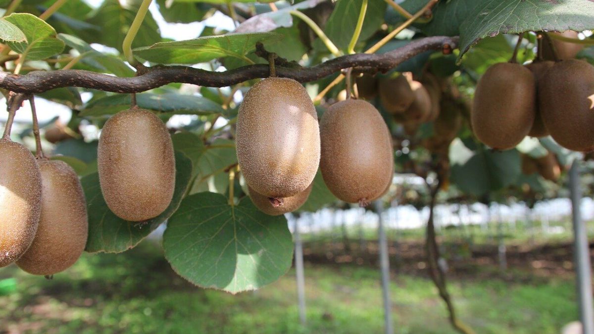 aktinidia