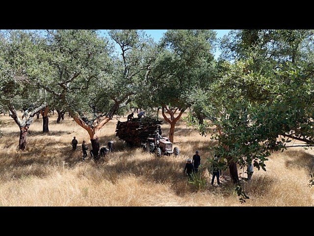 &Alpha;&pi;ό &tau;&alpha; &pi;ώ&mu;&alpha;&tau;&alpha; &mu;&pi;&omicron;&upsilon;&kappa;&alpha;&lambda;&iota;ώ&nu; έ&omega;&sigmaf; &tau;&omicron;&upsilon;&sigmaf; &pi;&upsilon;&rho;&alpha;ύ&lambda;&omicron;&upsilon;&sigmaf;: &Pi;ώ&sigmaf; &eta; &Pi;&omicron;&rho;&tau;&omicron;&gamma;&alpha;&lambda;ί&alpha; &epsilon;&pi;&alpha;&nu;&epsilon;&phi;&epsilon;&upsilon;&rho;ί&sigma;&kappa;&epsilon;&iota; &tau;&omicron;&nu; &phi;&epsilon;&lambda;&lambda;ό