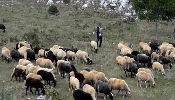 &Epsilon;&upsilon;&lambda;&omicron;&gamma;&iota;ά &pi;&rho;&omicron;&beta;ά&tau;&omega;&nu;: &Sigma;&upsilon;&nu;&epsilon;&chi;ί&zeta;&omicron;&nu;&tau;&alpha;&iota; &tau;&alpha; &mu;έ&tau;&rho;&alpha; &sigma;&tau;&eta;&nu; &Kappa;&alpha;&sigma;&tau;&omicron;&rho;&iota;ά &ndash; &Epsilon;&pi;&iota;&beta;&epsilon;&beta;&alpha;ί&omega;&sigma;&eta; &nu;έ&omega;&nu; &epsilon;&sigma;&tau;&iota;ώ&nu; &ndash; &Omicron;&iota;&kappa;&omicron;&nu;&omicron;&mu;&iota;&kappa;ό&sigmaf; &Tau;&alpha;&chi;&upsilon;&delta;&rho;ό&mu;&omicron;&sigmaf; &ndash; ot.gr