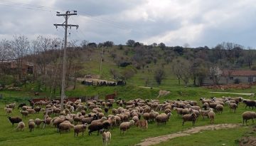 &Pi;&omicron;ύ &laquo;&beta;ό&sigma;&kappa;&omicron;&upsilon;&nu;&raquo; &tau;&alpha; &pi;&epsilon;&rho;&iota;&sigma;&sigma;ό&tau;&epsilon;&rho;&alpha; &alpha;&iota;&gamma;&omicron;&pi;&rho;ό&beta;&alpha;&tau;&alpha; &tau;&eta;&sigmaf; &Epsilon;&lambda;&lambda;ά&delta;&alpha;&sigmaf; (&sigma;ύ&mu;&phi;&omega;&nu;&alpha; &mu;&epsilon; &tau;&omicron; &Upsilon;&Pi;&Alpha;&Alpha;&Tau;) &bull; &Theta;&epsilon;&sigma;&sigma;&alpha;&lambda;&iota;&kappa;ή &Gamma;&eta; &bull; &Tau;&alpha; &Alpha;&gamma;&rho;&omicron;&tau;&iota;&kappa;ά &Nu;έ&alpha; &tau;&eta;&sigmaf; &Theta;&epsilon;&sigma;&sigma;&alpha;&lambda;ί&alpha;&sigmaf;