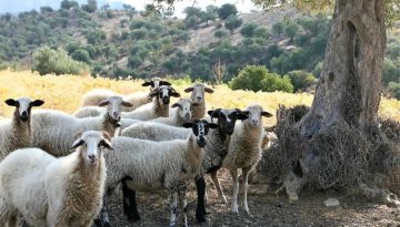 &Pi;&rho;ό&beta;&epsilon;&iota;&omicron; &kappa;&rho;έ&alpha;&sigmaf;: &Alpha;&nu;&omicron;&delta;&iota;&kappa;ά &omicron;&iota; &tau;&iota;&mu;έ&sigmaf; &sigma;&tau;&eta;&nu; &Epsilon;&Epsilon; &ndash; &Sigma;&tau;&eta;&nu; 3&eta; &theta;έ&sigma;&eta; &eta; &Epsilon;&lambda;&lambda;ά&delta;&alpha; &bull; &Theta;&epsilon;&sigma;&sigma;&alpha;&lambda;&iota;&kappa;ή &Gamma;&eta; &bull; &Tau;&alpha; &Alpha;&gamma;&rho;&omicron;&tau;&iota;&kappa;ά &Nu;έ&alpha; &tau;&eta;&sigmaf; &Theta;&epsilon;&sigma;&sigma;&alpha;&lambda;ί&alpha;&sigmaf;
