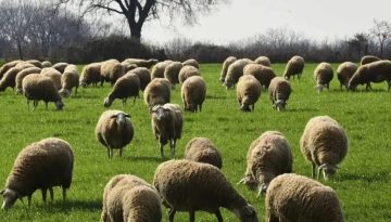 &Kappa;&tau;&eta;&nu;&omicron;&tau;&rho;ό&phi;&omicron;&iota;: &Alpha;&nu;&omicron;ί&gamma;&epsilon;&iota; &eta; &pi;&lambda;&alpha;&tau;&phi;ό&rho;&mu;&alpha; &alpha;&pi;&omicron;&zeta;&eta;&mu;&iota;ώ&sigma;&epsilon;&omega;&nu; &gamma;&iota;&alpha; 104 &phi;&alpha;&kappa;έ&lambda;&omicron;&upsilon;&sigmaf; &kappa;&alpha;&iota; &pi;&epsilon;&rho;ί&pi;&omicron;&upsilon; 20.000 &theta;&alpha;&nu;&alpha;&tau;&omega;&theta;έ&nu;&tau;&alpha; &zeta;ώ&alpha;